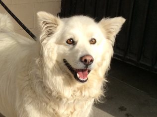 American Eskimo Dog Dogs for adoption in pomona, CA, USA