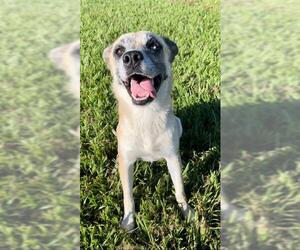 German Shepherd Dog-Unknown Mix Dogs for adoption in Rosenberg, TX, USA