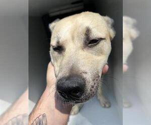 Carolina Dog Dogs for adoption in Houston, TX, USA