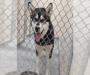Siberian Husky-Unknown Mix Dogs for adoption in Anchorage, AK, USA