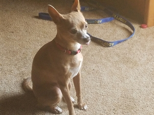 Chihuahua Dogs for adoption in Lakeport, CA, USA