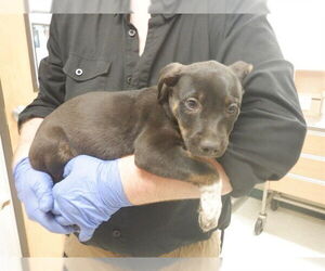 Mutt Dogs for adoption in Oroville, CA, USA