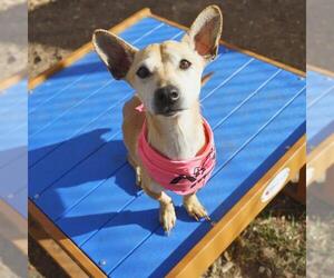 Chihuahua Dogs for adoption in San Antonio, TX, USA