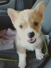 Pembroke Welsh Corgi Dogs for adoption in Helotes, TX, USA