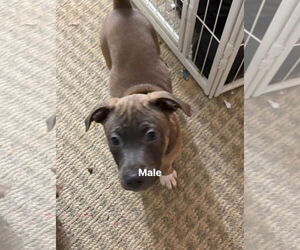 Staffordshire Bull Terrier-Unknown Mix Dogs for adoption in Holly Springs, NC, USA