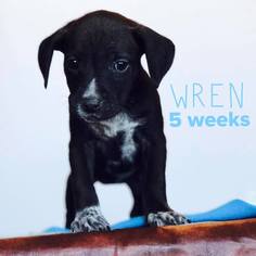 Boglen Terrier Dogs for adoption in Crystal, MN, USA