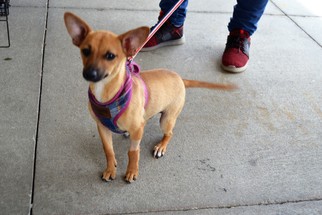 Chihuahua Dogs for adoption in Florence, AL, USA