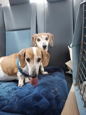 Dachshund Dogs for adoption in Reeds, MO, USA