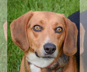 Beagle Dogs for adoption in Huntley, IL, USA