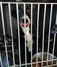 Labmaraner Dogs for adoption in Mission, KS, USA
