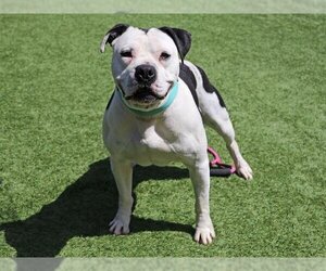 Bulloxer Dogs for adoption in Orange, CA, USA