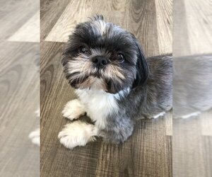 Shih Tzu Dogs for adoption in Raleigh, NC, USA