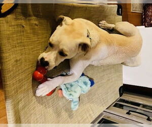 Boxador Dogs for adoption in Princeton, MN, USA