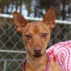 Miniature Pinscher Dogs for adoption in Canton, CT, USA