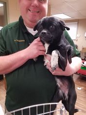 Chug Dogs for adoption in Newcastle, OK, USA