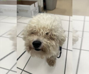 Bichon Frise Dogs for adoption in Derwood, MD, USA