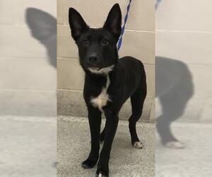 German Shepherd Dog Dogs for adoption in Conroe, TX, USA