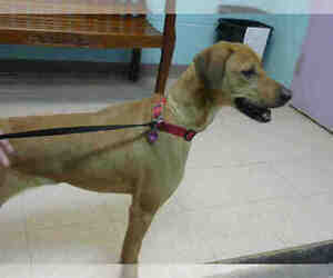 Redbone Coonhound Dogs for adoption in Lufkin, TX, USA