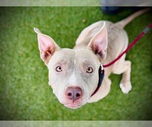 Medium Photo #1 American Pit Bull Terrier-Unknown Mix Puppy For Sale in Orlando, FL, USA