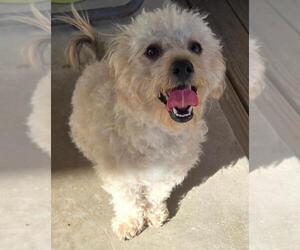 Poodle (Miniature)-Unknown Mix Dogs for adoption in San Antonio, TX, USA