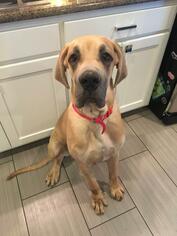 Great Dane Dogs for adoption in Royse City , TX, USA