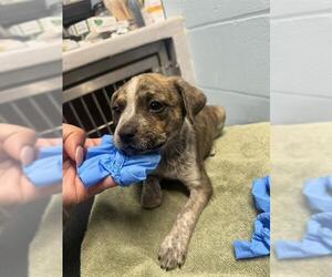 Border Terrier-Unknown Mix Dogs for adoption in Tallahassee, FL, USA