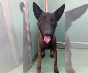 Mutt Dogs for adoption in Moreno Valley, CA, USA