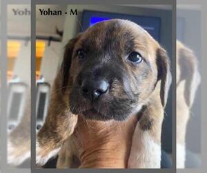 Boxador Dogs for adoption in Walnutport, PA, USA