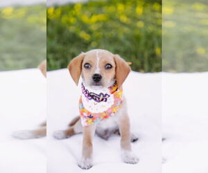 Chiweenie Dogs for adoption in Princeton, MN, USA