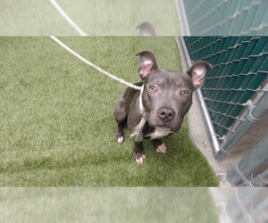 Mutt Dogs for adoption in Downey, CA, USA