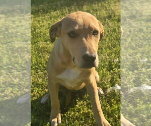 Labrador Retriever-Unknown Mix Dogs for adoption in Alexander, AR, USA