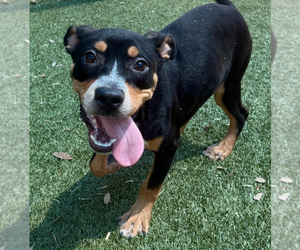 Mutt Dogs for adoption in Andover, MN, USA