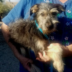 Cairn Terrier-Unknown Mix Dogs for adoption in Phoenix, AZ, USA