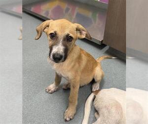 Black Mouth Cur-Unknown Mix Dogs for adoption in Baytown, TX, USA