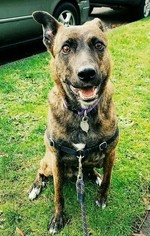 Border-Aussie Dogs for adoption in Seattle, WA, USA