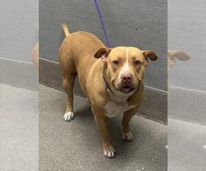 American Staffordshire Terrier-Unknown Mix Dogs for adoption in Las Vegas, NV, USA