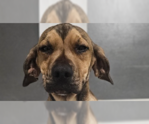 Mutt Dogs for adoption in Studio City, CA, USA