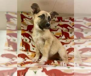 Siberian Husky-Unknown Mix Dogs for adoption in HESPERIA, CA, USA