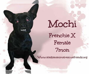 French Bulldog Dogs for adoption in Anchorage, AK, USA