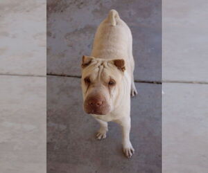 Chinese Shar-Pei Dogs for adoption in El Centro, CA, USA