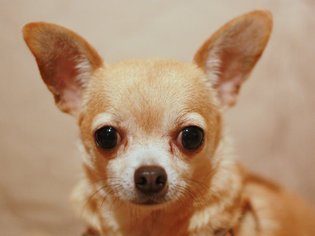 Chihuahua Dogs for adoption in Cookeville, TN, USA