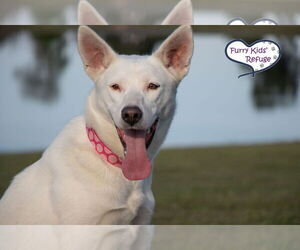 Mutt Dogs for adoption in Lee's Summit, MO, USA