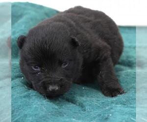 Mutt Dogs for adoption in Thief River Falls, MN, USA