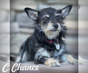 Dachshund-Miniature Schnauzer Mix Dogs for adoption in Chino Hills, CA, USA