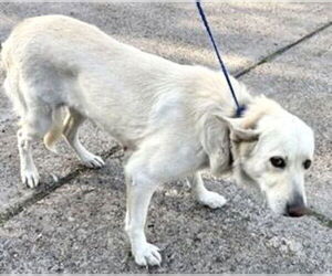 Great Pyrenees-Unknown Mix Dogs for adoption in Houston, TX, USA