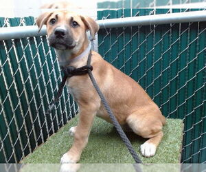 Mutt Dogs for adoption in Downey, CA, USA