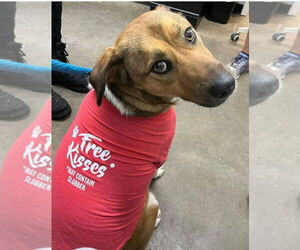 Beagle-Unknown Mix Dogs for adoption in Aurora, IN, USA