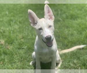 German Shepherd Dog-Unknown Mix Dogs for adoption in Tulsa, OK, USA