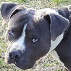 American Staffordshire Terrier Dogs for adoption in Tuttle, OK, USA
