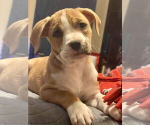 American Pit Bull Terrier-Unknown Mix Dogs for adoption in Hillsboro, MO, USA